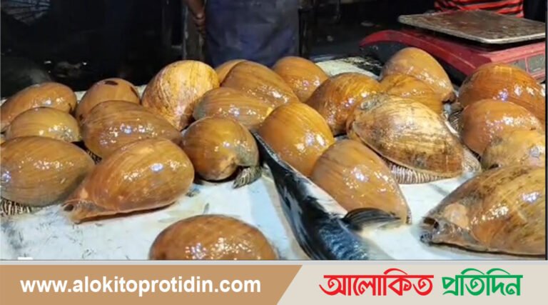 কুয়াকাটা সৈকতের ফিশ ফ্রাই মার্কেটে মেলো মেলো প্রজাতির শামুক