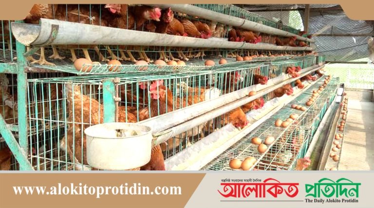 পোলট্রি ফিডের দাম বাড়ায় দুশ্চিন্তা বেড়েছে খামারিদের