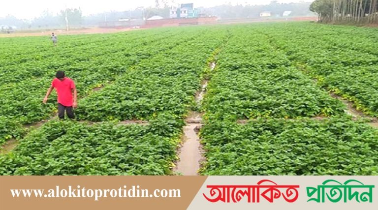 ঘূর্ণিঝড় মিগজাউমের প্রভাবে কৃষকদের দুরবস্থা, ক্ষতিগ্রস্ত আলু-সরিষার উৎপাদন
