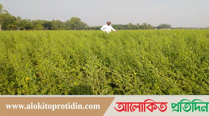 সারিয়াকান্দিতে সরিষা চাষ করে কৃষকের মুখে হাসি 