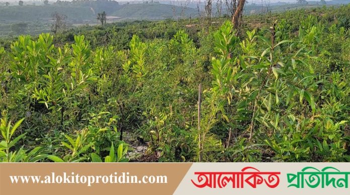 কক্সবাজার উত্তর বনবিভাগের বাকখালী রেঞ্জে ৩০ বছরের পতিত বনভুমিতে ২০ লাখ চারা রোপণ 