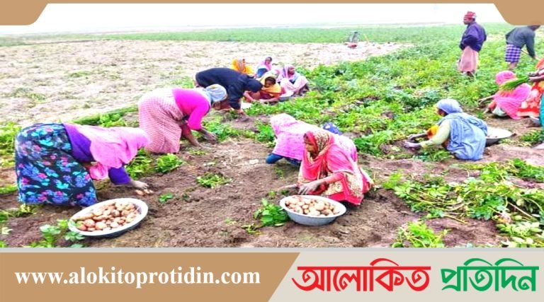 জয়পুরহাটে আগাম জাতের আলু চাষ করে কৃষকের মুখে হাসি