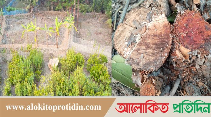 পাথরঘাটায় বন বিভাগকে ম্যানেজ করে গাছ কেটে বনের ভিতর ঘরবাড়ি নির্মাণ