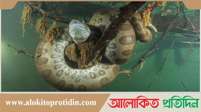 আমাজনে বিশ্বের বৃহত্তম ‘নির্বিষ দানব’ সাপের সন্ধান