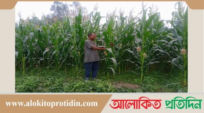সারিয়াকান্দিতে চর এলাকায় ভুট্টা চাষে কৃষকের মুখে হাসি 