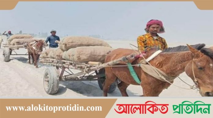 গাইবান্ধার চরাঞ্চলে যাত্রীসহ পণ্য পরিবহনে একমাত্র জান হচ্ছে ঘোড়ার গাড়ি