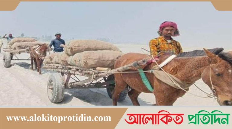 গাইবান্ধার চরাঞ্চলে যাত্রী ও পণ্যবাহী একমাত্র যান হচ্ছে ঘোড়ার গাড়ি