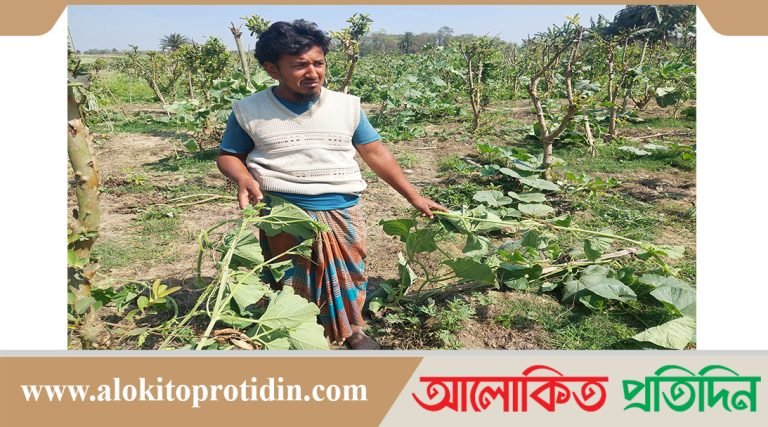 লাউ ক্ষেতের সঙ্গে এ কেমন শত্রুতা!