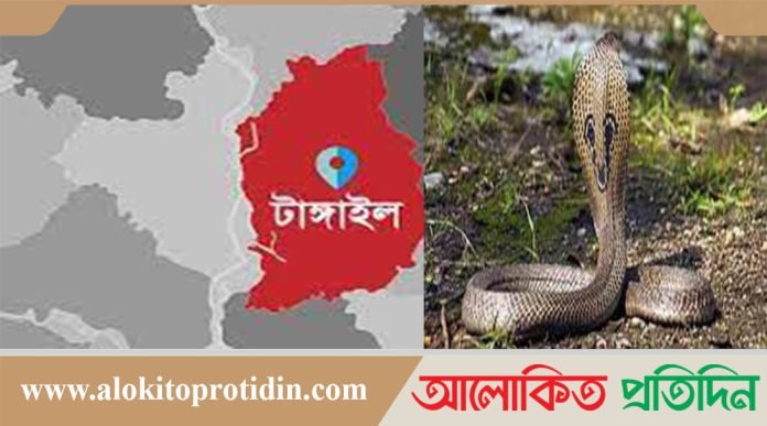 টাঙ্গাইলে সাপের কামড়ে দুই গৃহবধূর মৃত্যু