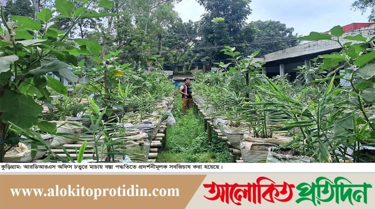 কুড়িগ্রামে মাচায় বস্তা পদ্ধতিতে সবজিচাষে বাড়ছে আগ্রহ