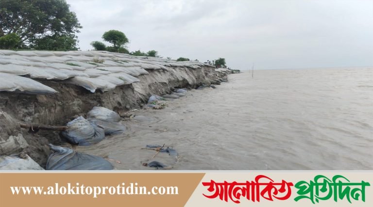 মানিকগঞ্জের হরিরামপুরে পদ্মায় ভাঙন, বিলীন হচ্ছে কৃষি জমি