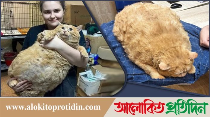 বিশ্বের সবচেয়ে স্বাস্থ্যবান বিড়াল ক্রোশিক