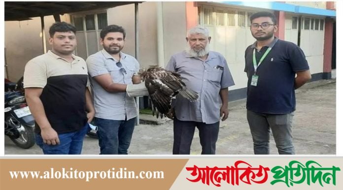 বগুড়ায় অসুস্থ ডানা ভাঙ্গা ভুবন চিল উদ্ধার 