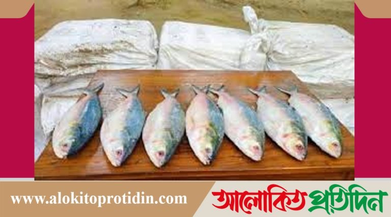 ভারতে পাচারের সময় সীমান্তে ২৭৫ কেজি ইলিশ জব্দ!