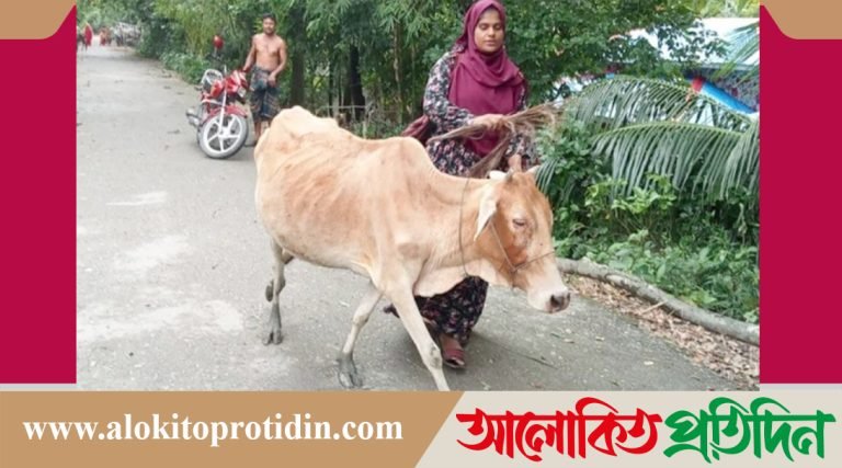 কিস্তির টাকা দিতে না পারায় গরু নিয়ে গেলেন এনজিওকর্মী!