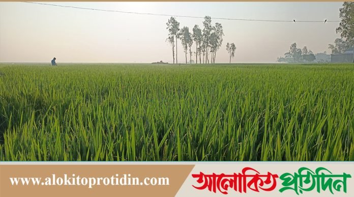 অষ্টগ্রামে আমনের সবুজ পাতায় স্বপ্ন বুনছে হাওরের কৃষক
