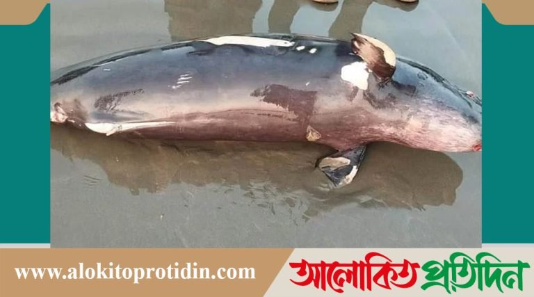 টেকনাফে সমুদ্রসৈকতে ভেসে এল মৃ*ত ডলফিন