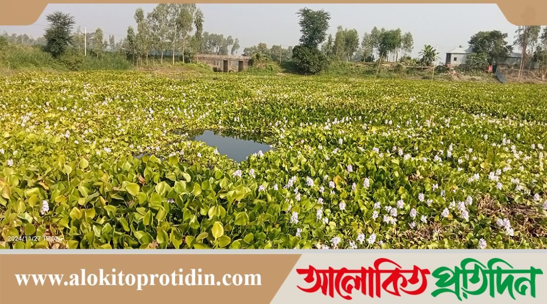 নাগরপুরে কচুরিপানা ফুলে প্রকৃতি মেতেছে নতুন রূপে