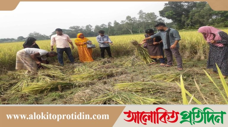 গাইবান্ধায় আগাম জাতের রোপা আমন ধান ভাল ফলনে খুশি কৃষকরা