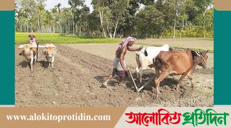 মানিকগঞ্জে হারিয়ে যাচ্ছে ঐতিহ্যবাহী গরু দিয়ে হাল চাষ