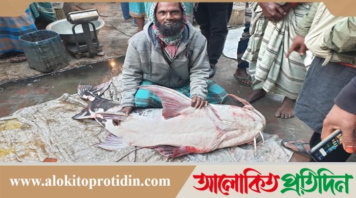 মানিকগঞ্জে পদ্মায় ধরা পড়ল ৪৪ কেজির বাঘাইর,৪৮ হাজারে বিক্রি