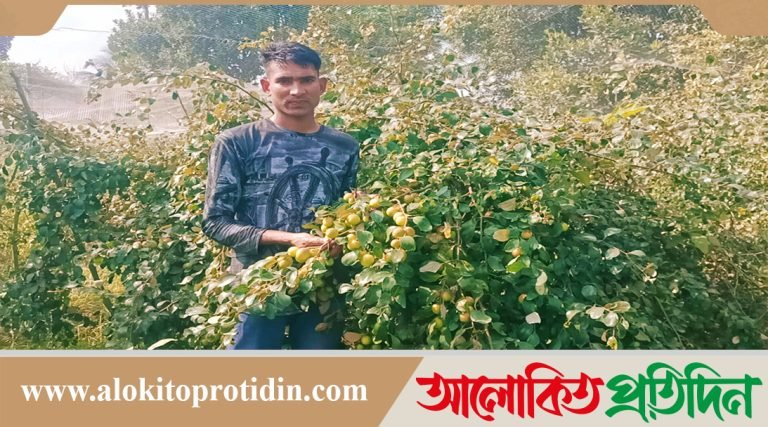 নবীনগরে ইউটিউব দেখে কুল চাষে স্বাবলম্বী আব্দুর রাহিম, বছরে আয় হয় ১০ লাখ টাকা 