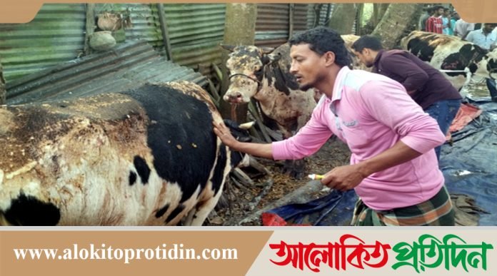 নোয়াখালীতে খামারিকে ঘরবন্দি করে গোয়াল ঘরে পেট্রোলের আগুন, দগ্ধ ৮গরু 