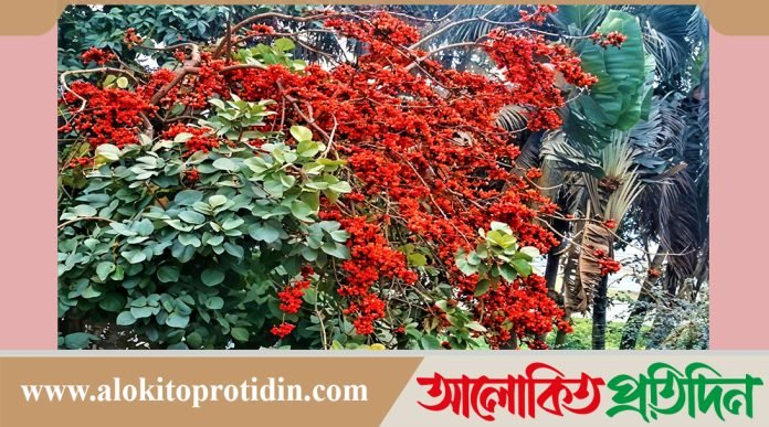 পলাশের রঙে রঙিন টাঙ্গাইল এলজিইডি