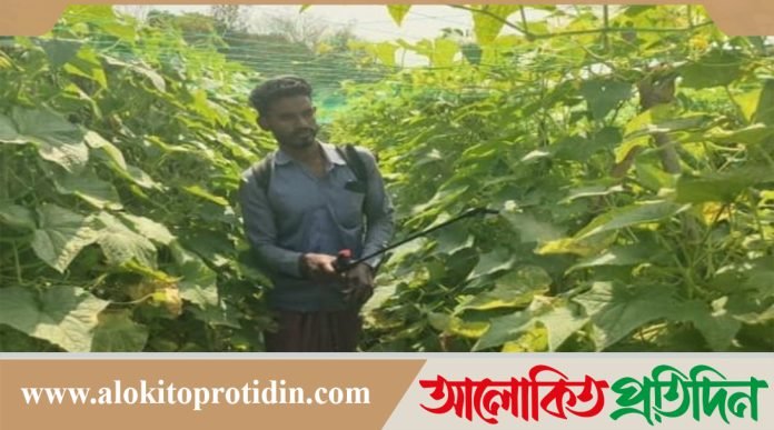 নবীনগরে মালচিং পদ্ধতিতে শসা চাষে সফল দুই যুবক