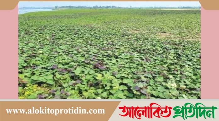 নবীনগরে আবাদ হচ্ছে জাপানি "ওয়াকিনাওয়া"জাতের মিষ্টি আলু 