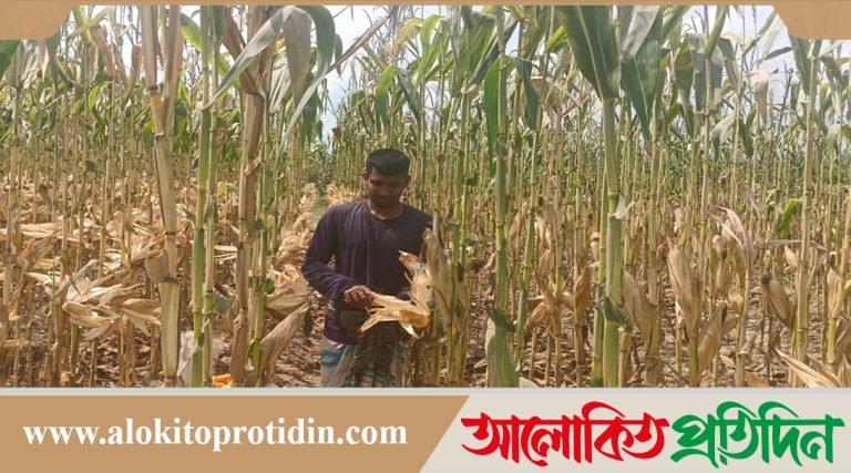 উল্লাপাড়ায় ভুট্টার ফলন ভালো হওয়ায় খুশি কৃষকরা,তবে বাজারদরে অসন্তোষ