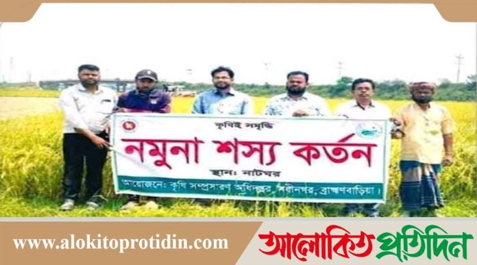 নবীনগরে বোরো ধান কর্তন শুরু 
