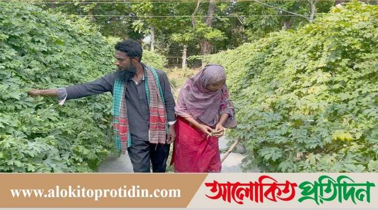 করলা চাষে ভাগ্য বদল বাউফলের মহিউদ্দিন