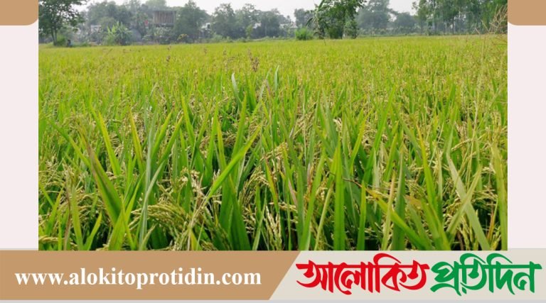 তাড়াইলে বাতাসে দোলছে কৃষকের সোনালী স্বপ্ন
