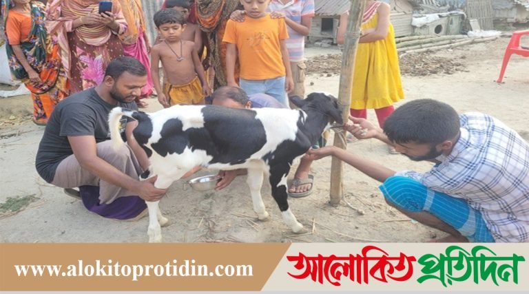 দুধ দিচ্ছে ১৫ দিনের বাছুর, দেখার জন্য ভিড় এলাকাবাসীর!