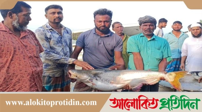 পদ্মায় জেলের জালে ধরা পড়ল ১৫ কেজির পাঙ্গাশ