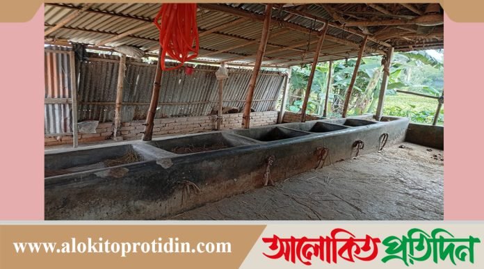 সিরাজগঞ্জে বসতবাড়ির গোয়ালঘর থেকে ৮টি গরু ও ২টি মহিষ চুরি