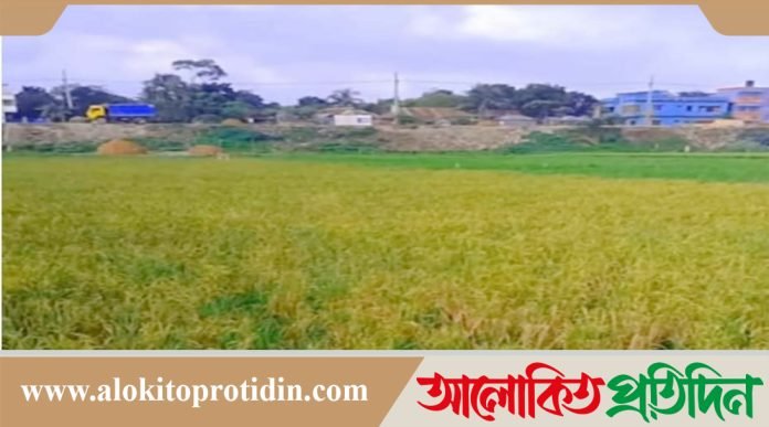 নবীনগরে এক চারাতে দুইবার ধান, কৃষকের মুখে হাসি