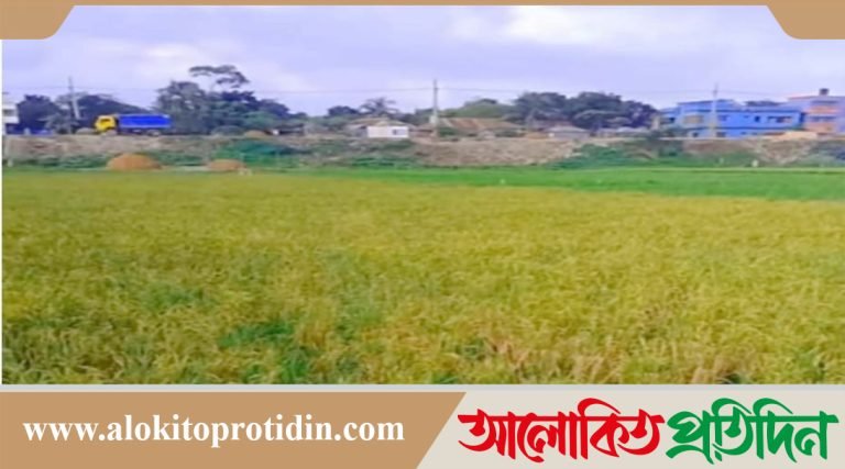 নবীনগরে এক চারাতে দুইবার ধান, কৃষকের মুখে হাসি