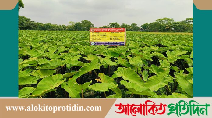 নবীনগরের কচুর বাম্পার ফলনে কৃষক খুশি 