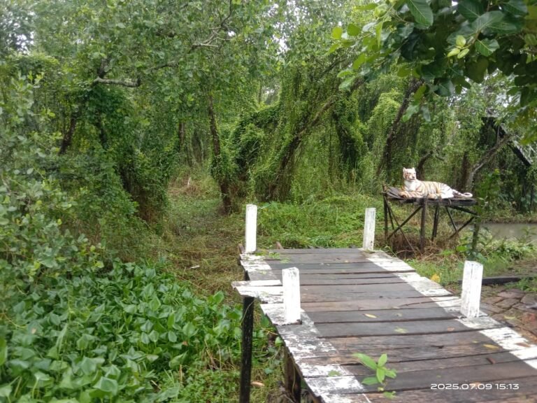 বরগুনায় সাংবাদিক পরিচয়ে দখল করা সংরক্ষিত বন উদ্ধার